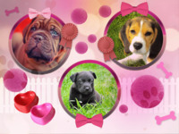 Four Footed Love Spaß photo collage design