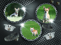 Tough Dog Spaß photo collage design